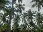 விவசாய வேலைக்கு ஆட்கள் தேவை