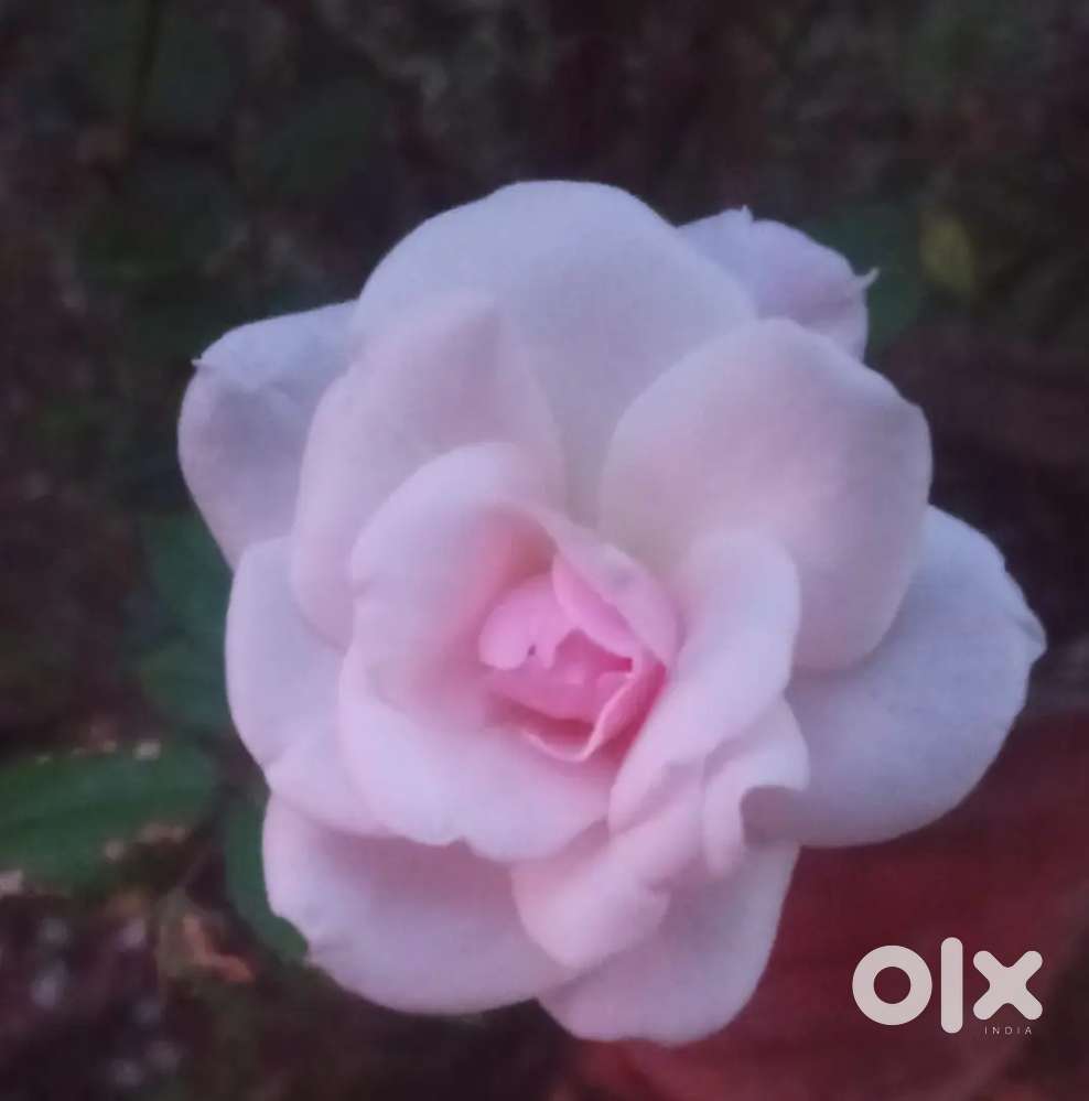 3.5 cent in ernakulam