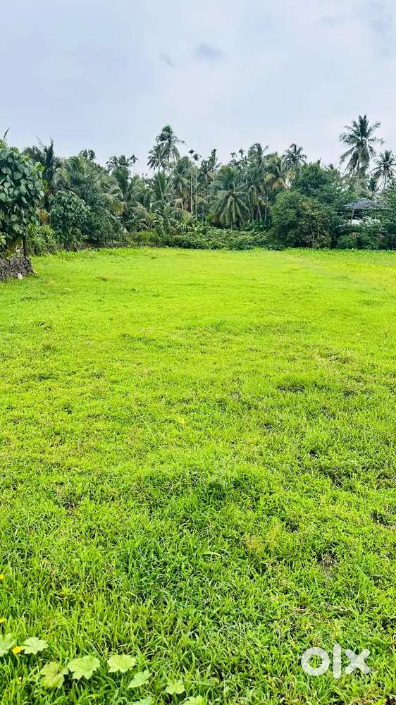Wet land for sale at Madakkathara