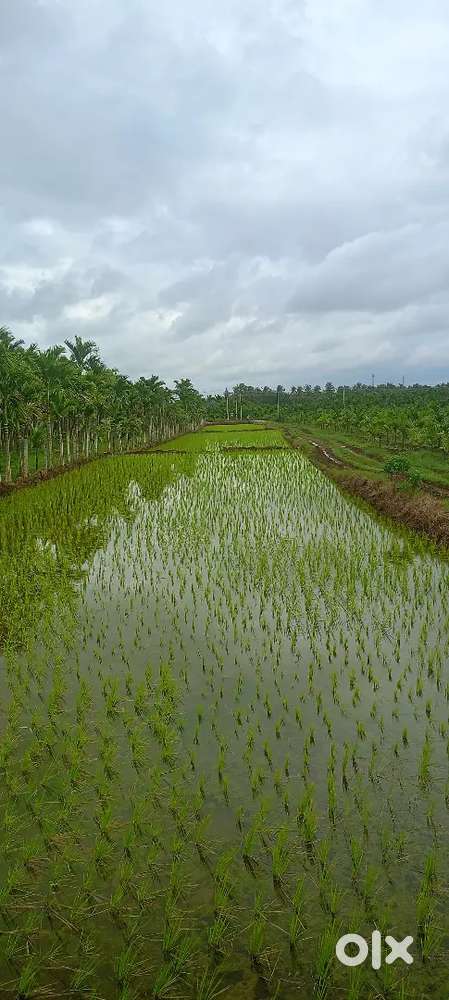 Khushi land (21) Gunte, Kadalbal village,  , North Facing Land