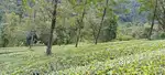 Vagamon Malayilputhuvel 5 AC LA pattayam land for sale Tea View