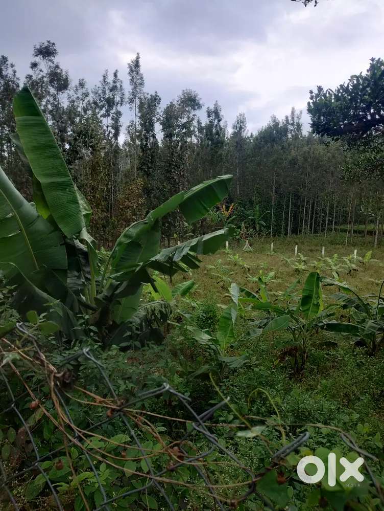 Plot for sale in Kolli hills - 33 cents