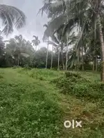 39 cent kerala
