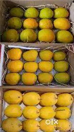 Ratnagiri Alphonso Mangoes available Free Home Delivery in PCMC