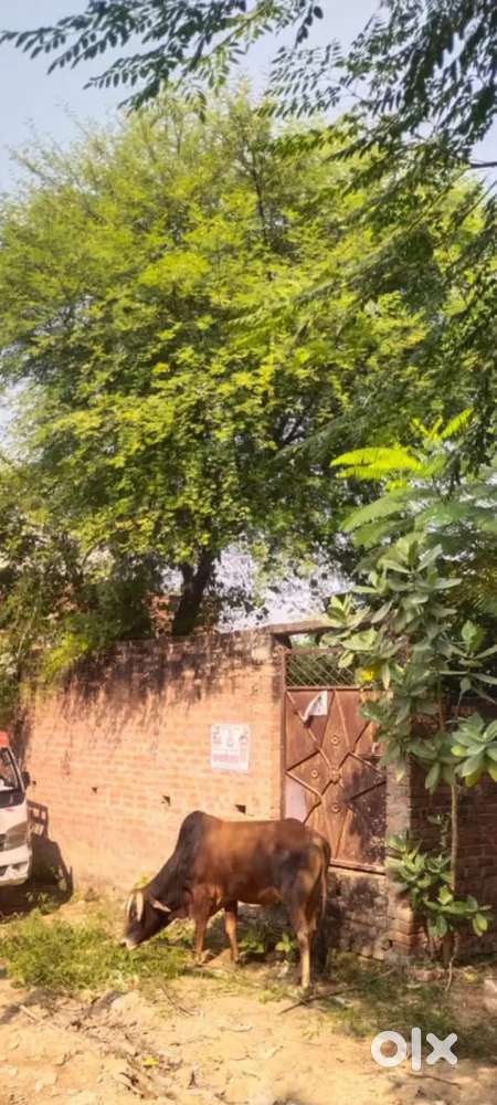 107 gaj (950sq.ft) area plot,Naubasta Sagarpuri