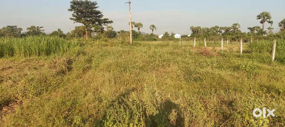 ** land for sale madthuru ( Achuthapuram)