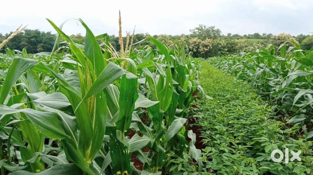 Farm land for sale in coming marpally municipality.  Panchalingala