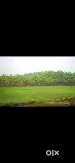 Paddy field for sale