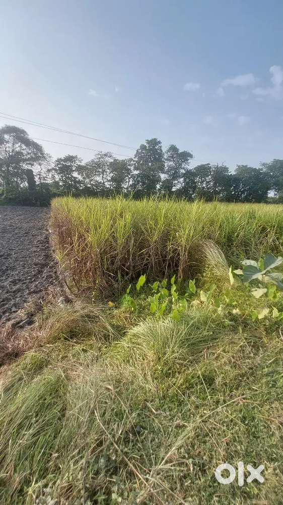 Pipariya nahar , naurangia kushinagar