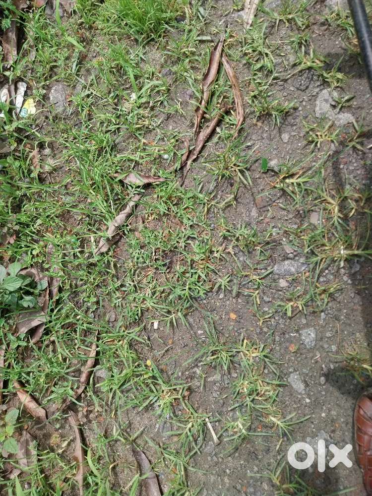 Edakochi. 5cent. Tipper Entry plot