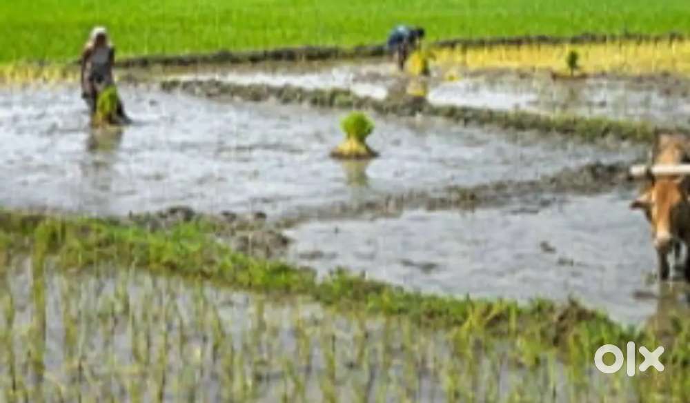 Land For sale in Tong Tong, near Sonabheel Tea Estate