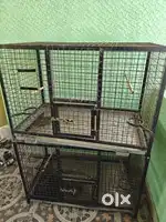Birds cage