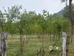 Srigandam plantation site sale