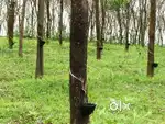 64 cent Rubber plantation Land for sale