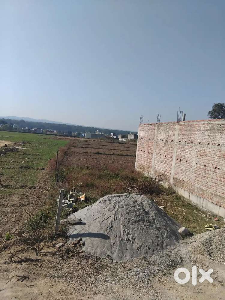 Good good looking flower for