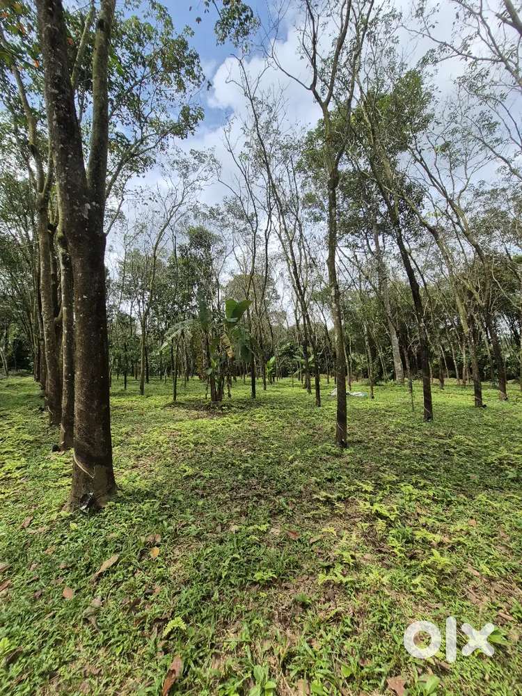 1 Acre Rubber estate