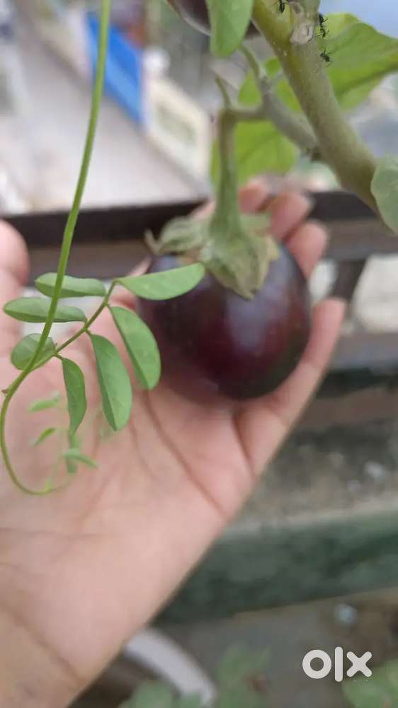 Pg , separate room,fan bed blanket/with food/ without food