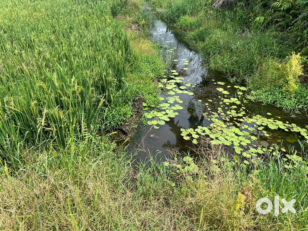 Highly fertile, well maintained paddy field for sale.