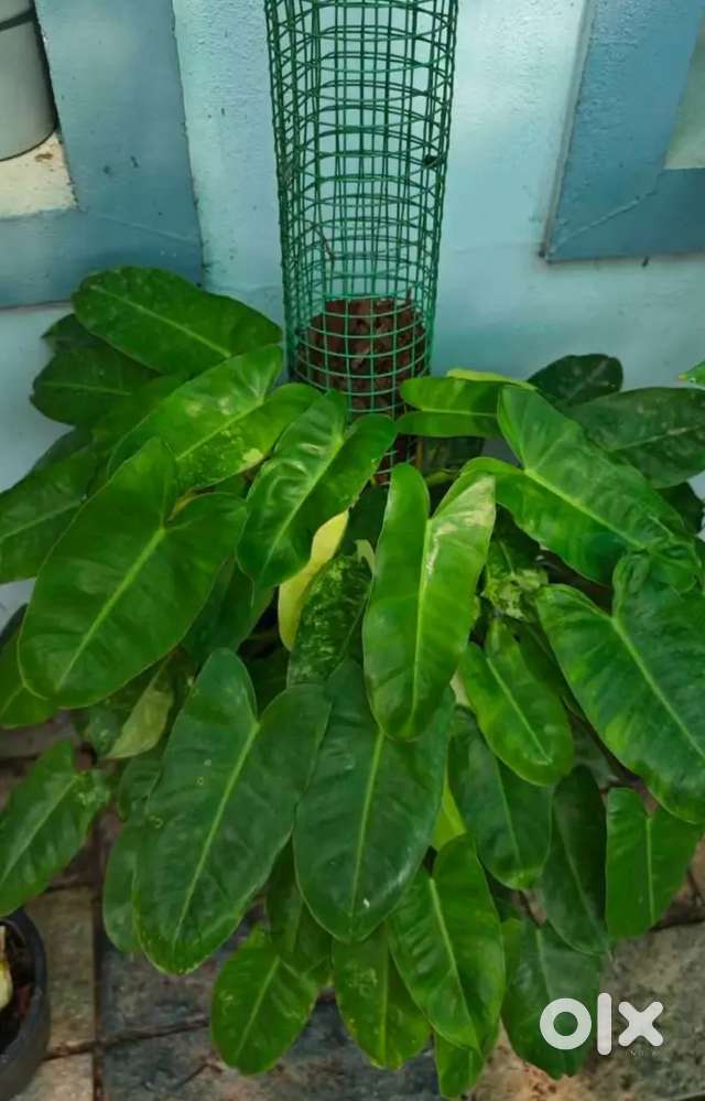 Plants for sale
