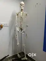 Skeleton model