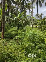 18 cent land for sale in Kattilapoovam