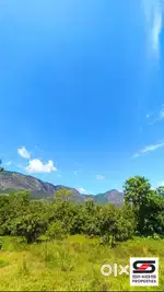 Mango farmland for sale in Kollengode, Palakkad