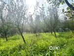 urgent sale of orchard land little bit negotiable