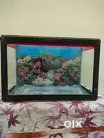 Fishes aquarium
