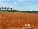 Agriculture land / agricultural land