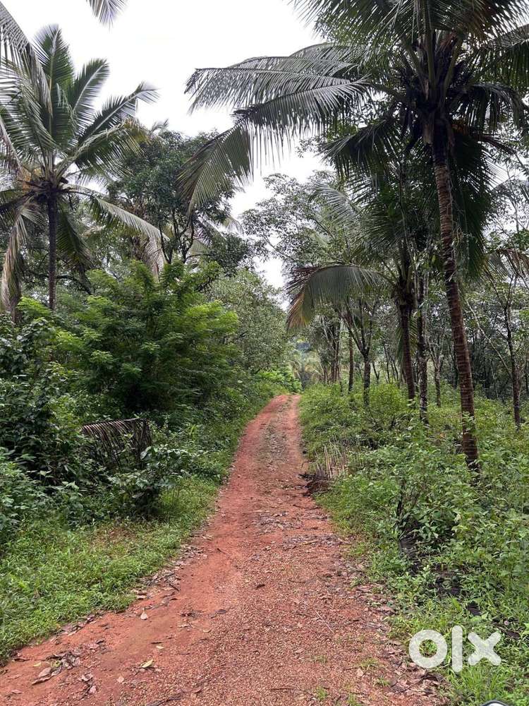 4 Acre Rubber & Coconut Plantation Land for Sale – NearKukkeSubramanya