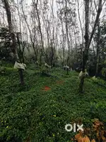 Rubber plantation land for sale