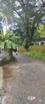 8-16 CENT PLOT FOR SALE IN THURAVOOR(cherthala)
