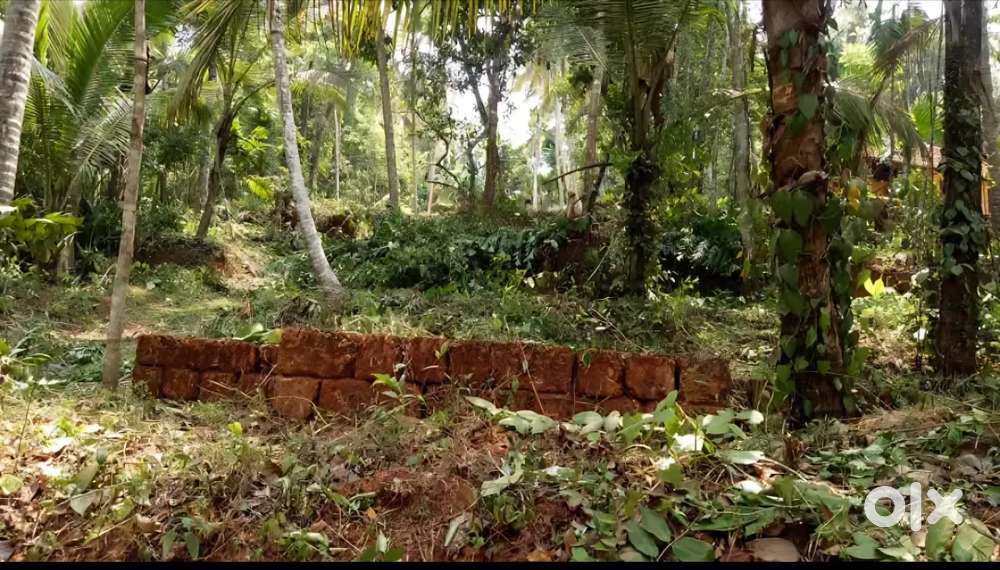 22 Cent plot for sale in Narikkuni, Kozhikode