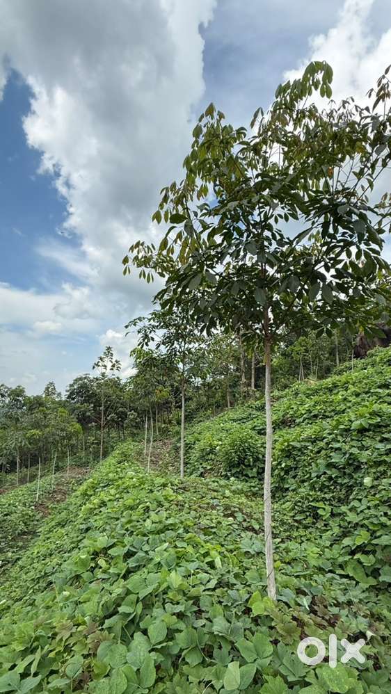 2 acer land with good black soil for cultivation