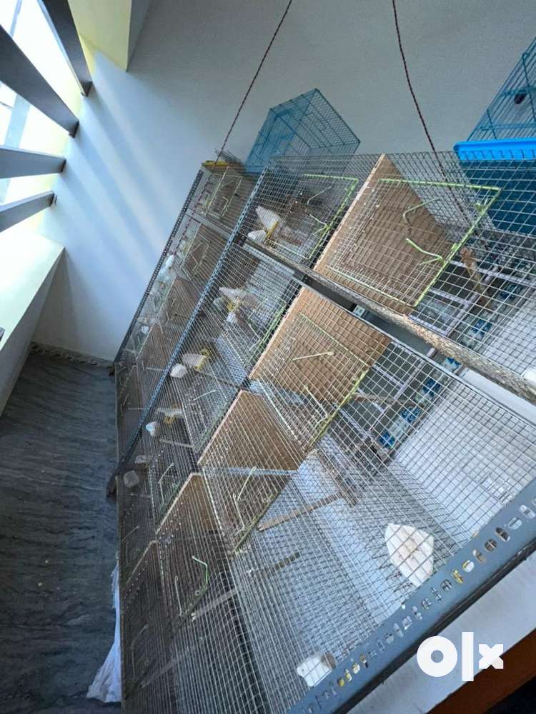Birds breeding cages