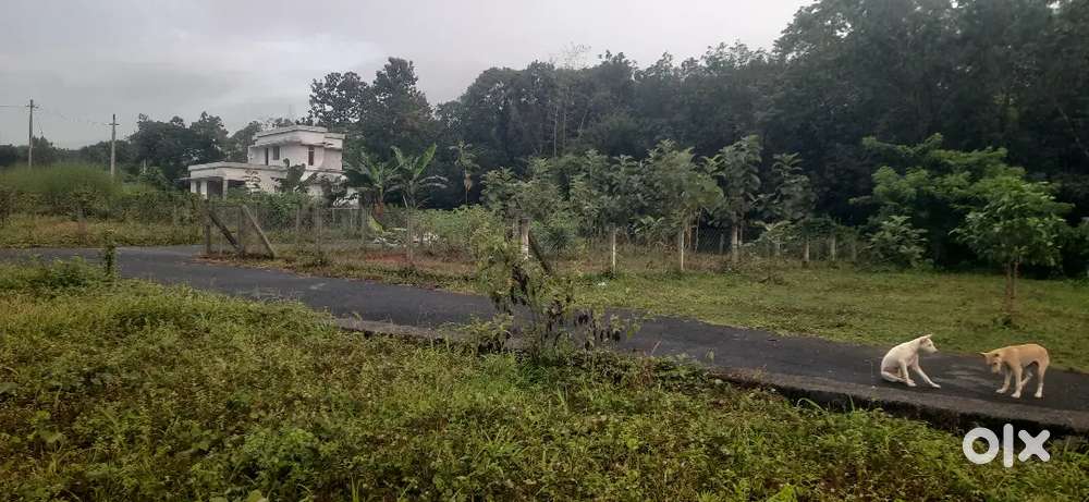 MUTTIKULANGARA, TO,Irtc,Road 9,5,Cent Parmbu, Residential, plot