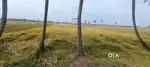 Thar raod side paddy farm land for sale in mandapaka rural 1km  Tanuku
