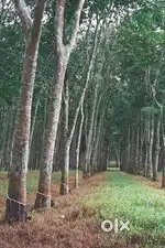 29.8 റബ്ബർ തോട്ടം