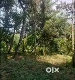 Location: Wayanad Manthavady vellamunda near bansura road