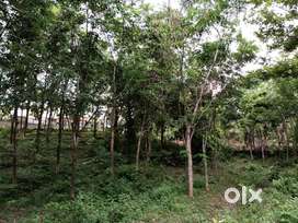 86 cent rubber plantation for sale