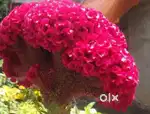 Flower plant
