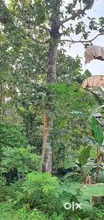 Wood for sale  ആഞ്ഞിലി തടി