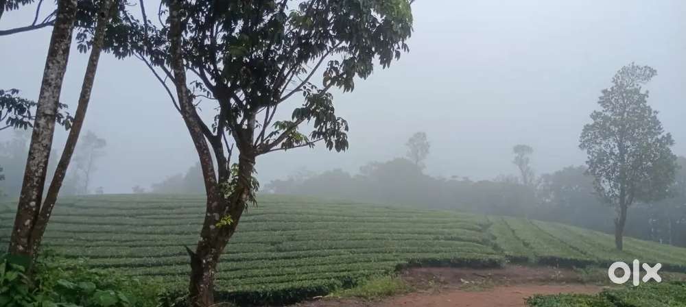 Vagamon Pullikkanam 73 Cent LA Pattayam Land For Sale