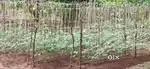 DAIRY FARM LAND AT CHATHANOOR, CHIRAKKARA