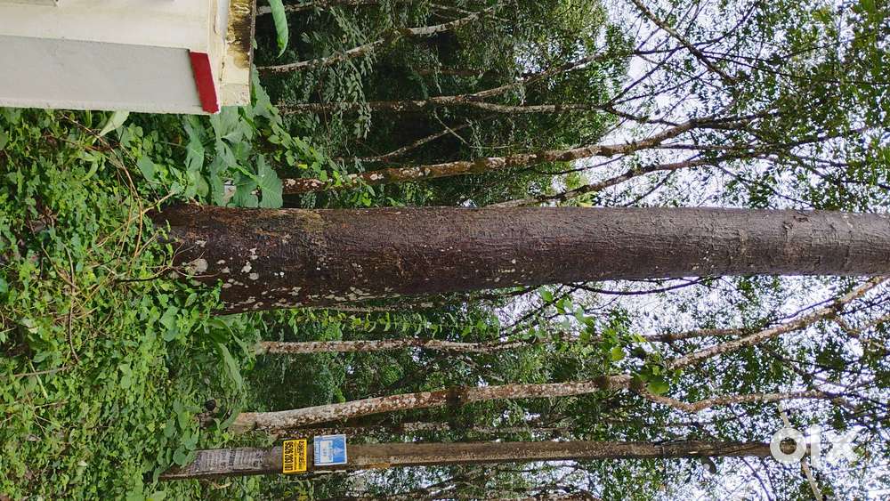 Anjili tree with 86 inch