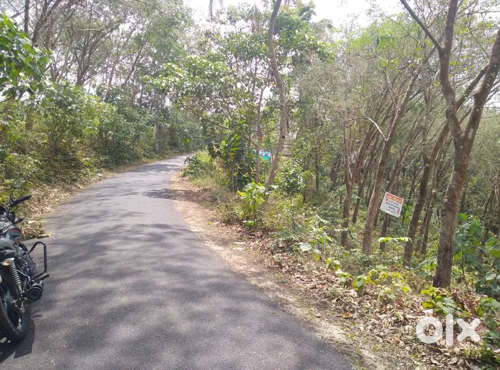 97 cent Rubber plantation