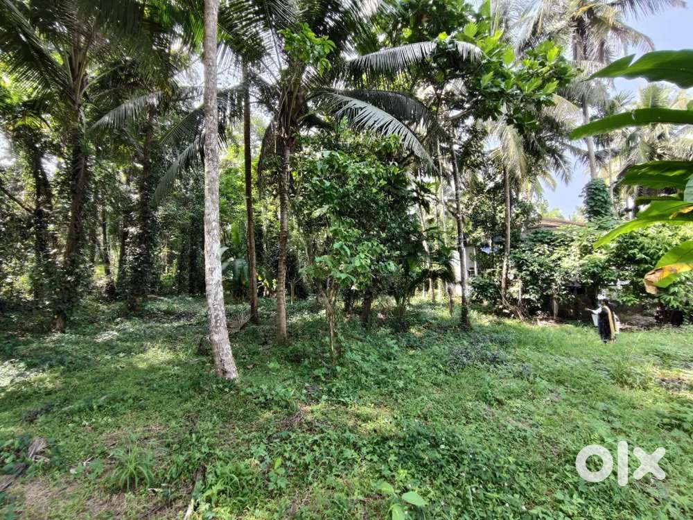 Plot for sale Malaparambu