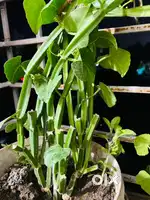 For sale Veldt grape or Adamant creeper nalleru