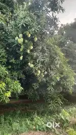Mango for sale