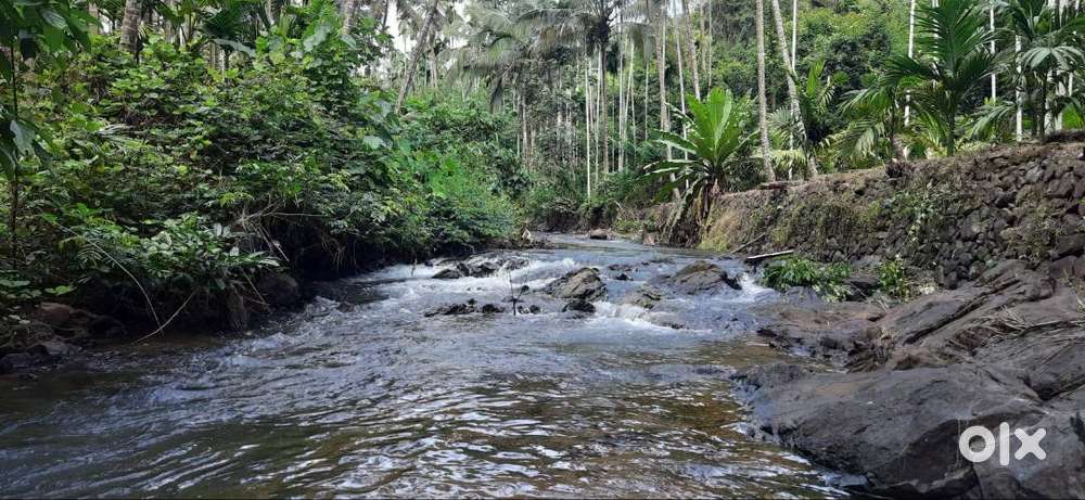 For Sale – 66 Cents Rubber Plantation Land,Birikkulam,Parappa,Kasargod
